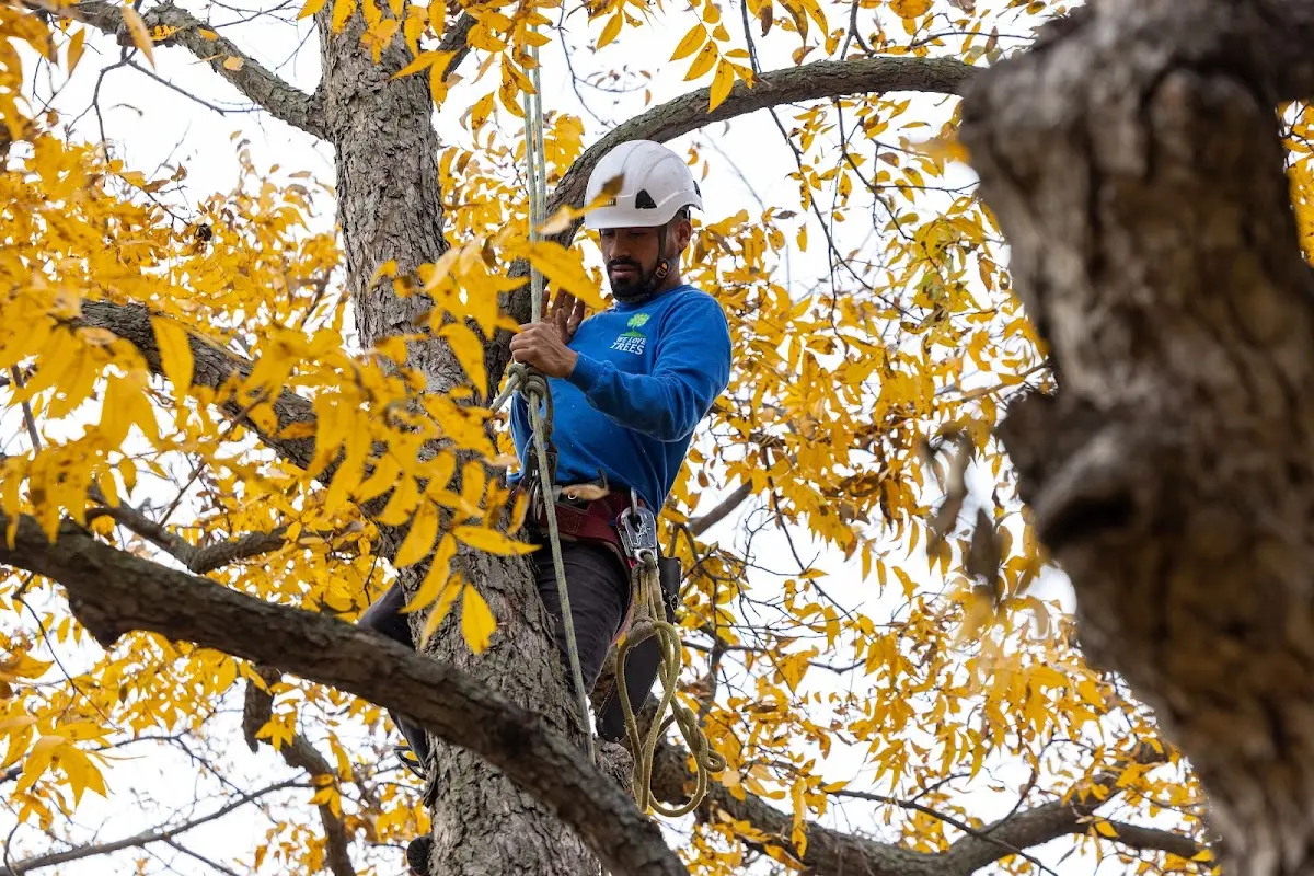 Skilled Tree Transplanting crew working in Forsyth
